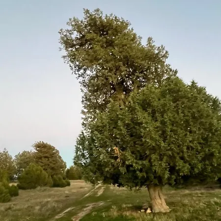 Sines Housing In Casla