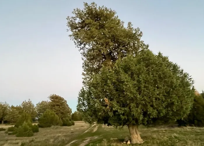 Sines Housing In Casla